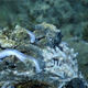 Illustration for article titled The First Pictures of Life in the Deepest Ocean Vents Ever Discovered